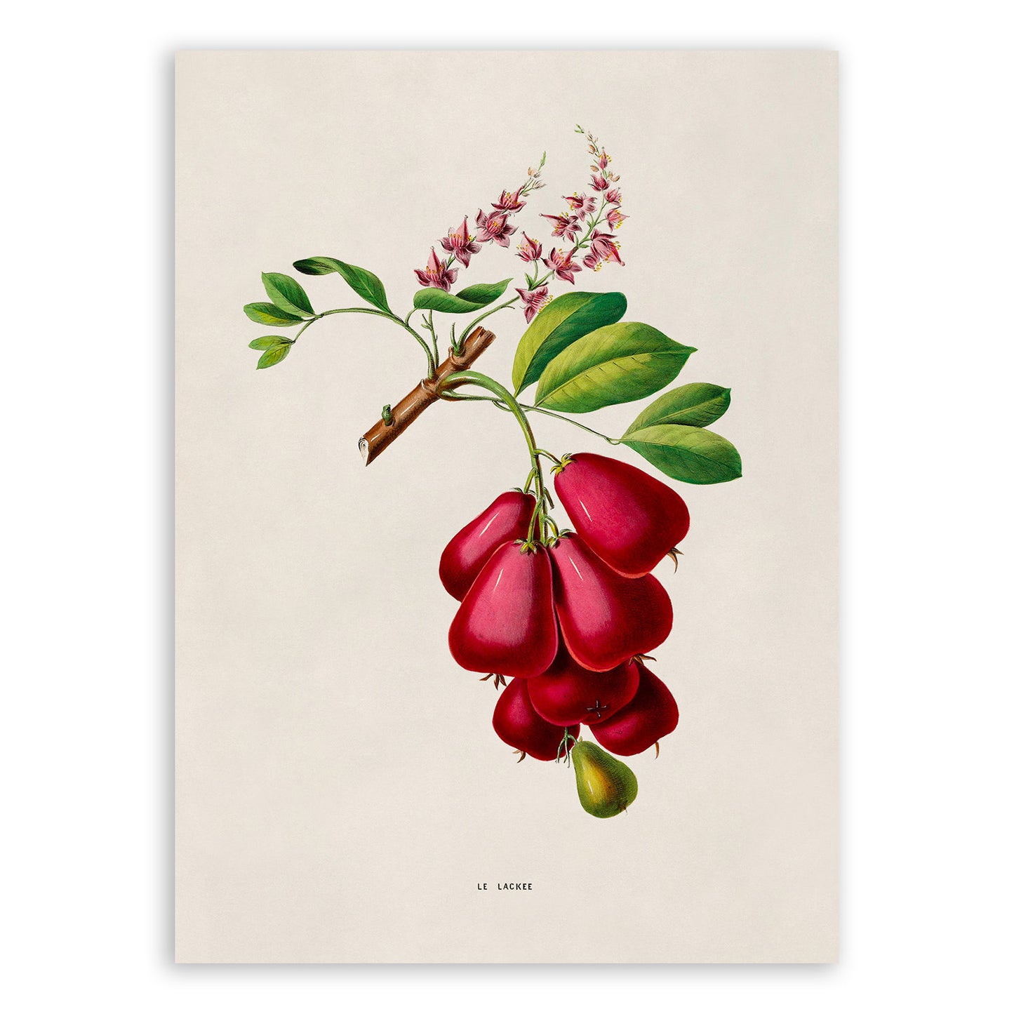 Ackee Plant Botanical Illustration Print, FDA184