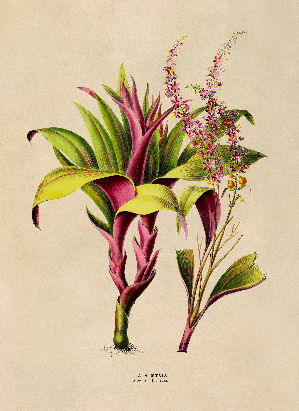 Ti Plant Botanical Illustration Print, FDA185