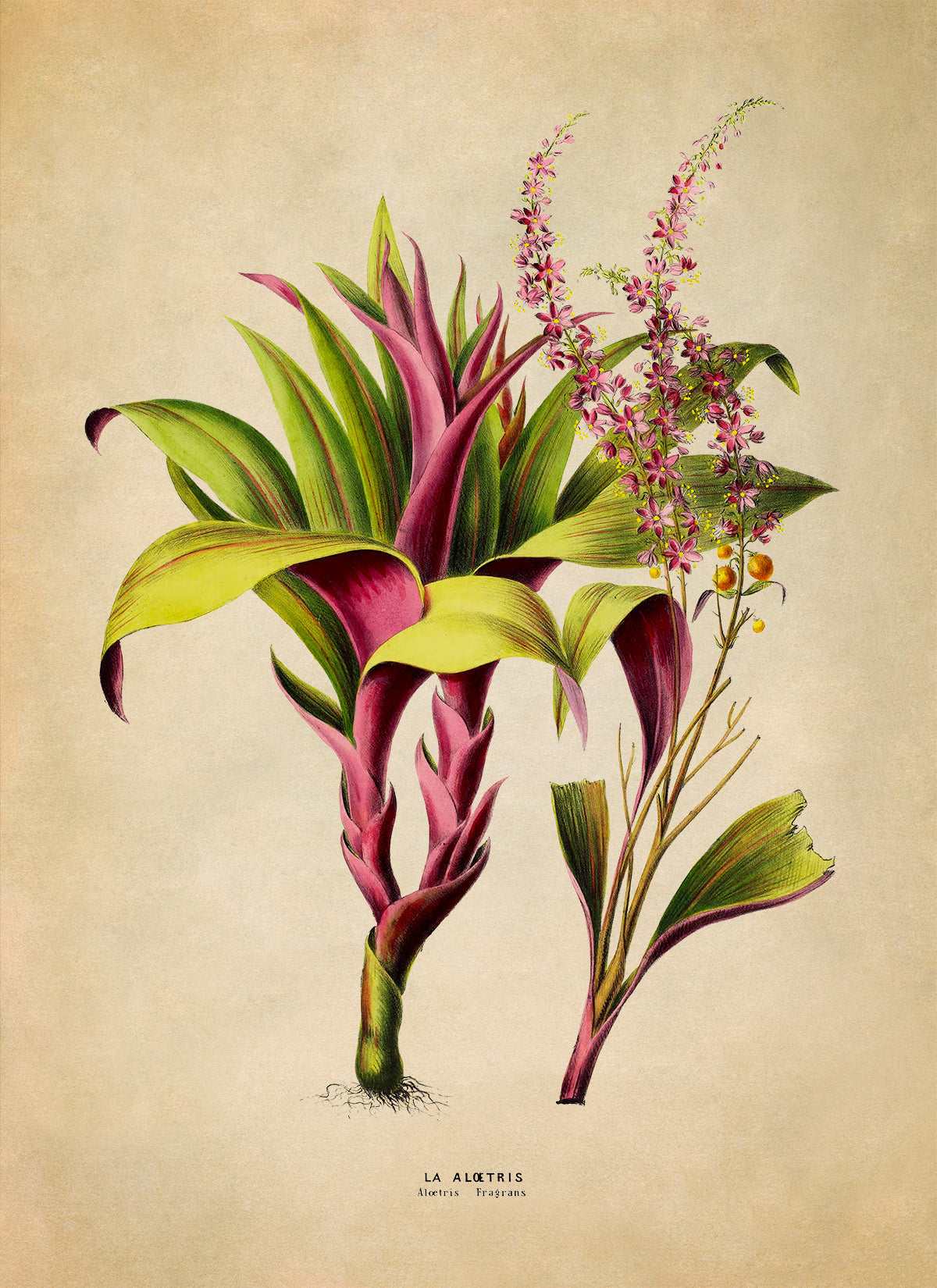 Ti Plant Botanical Illustration Print, FDA185