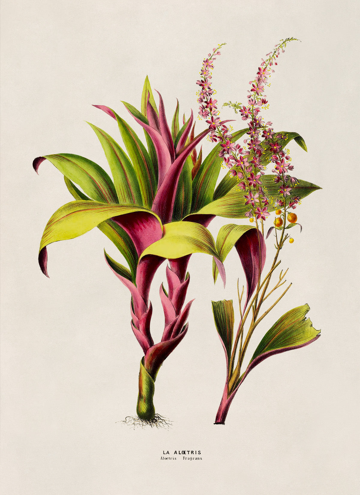 Ti Plant Botanical Illustration Print, FDA185