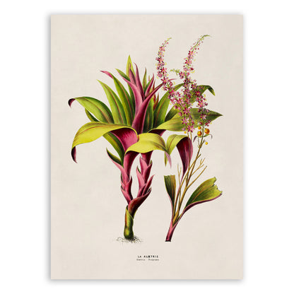 Ti Plant Botanical Illustration Print, FDA185