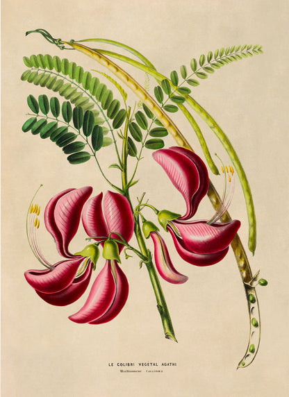 Sesbania Plant Botanical Illustration Print, FDA186