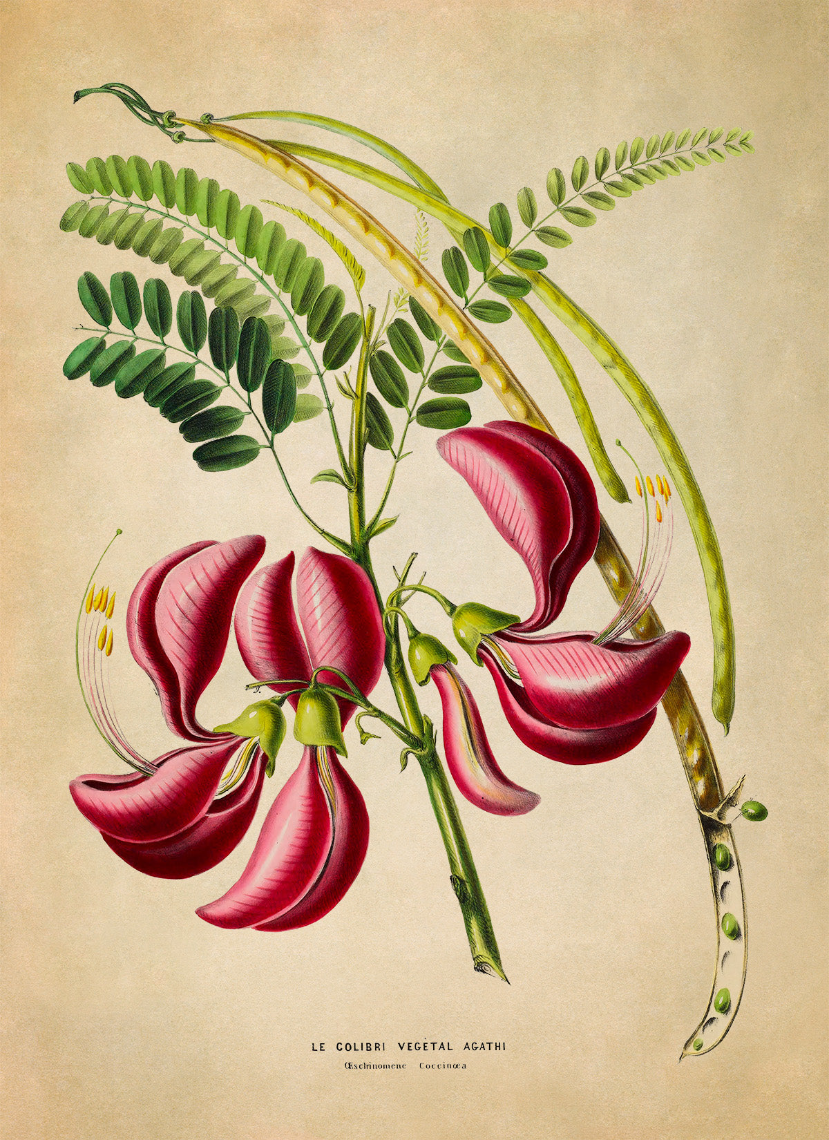 Sesbania Plant Botanical Illustration Print, FDA186