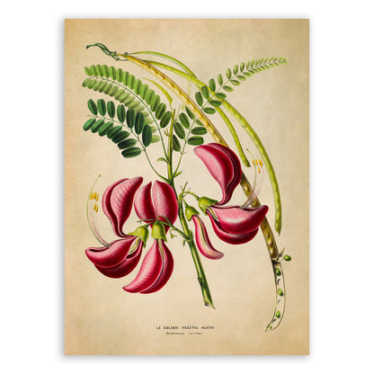 Sesbania Plant Botanical Illustration Print, FDA186