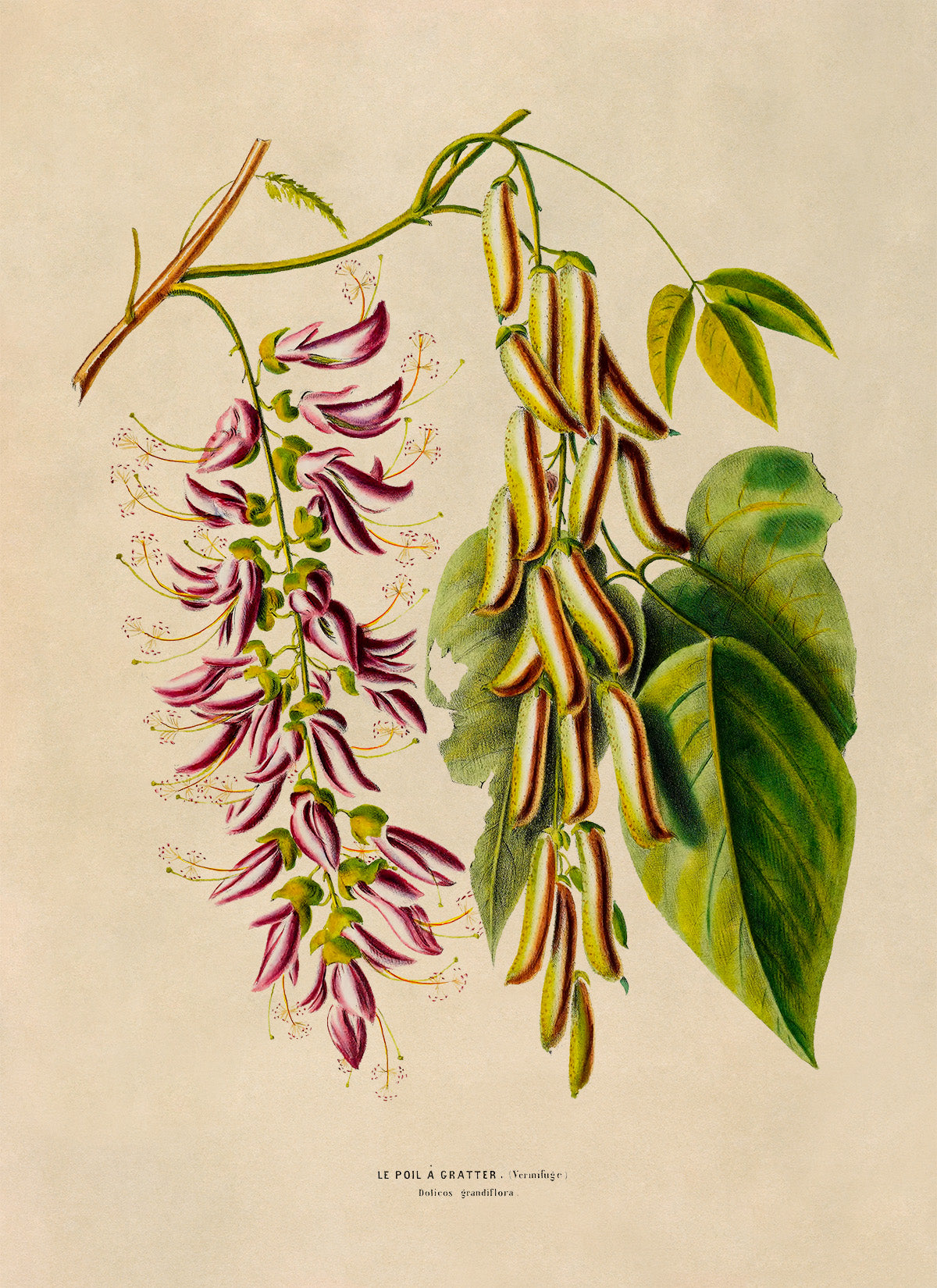 Lablab Plant Botanical Illustration Print, FDA187