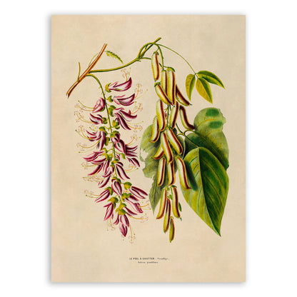 Lablab Plant Botanical Illustration Print, FDA187