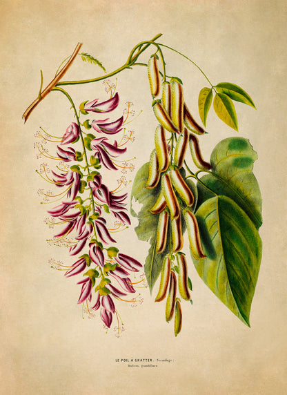 Lablab Plant Botanical Illustration Print, FDA187