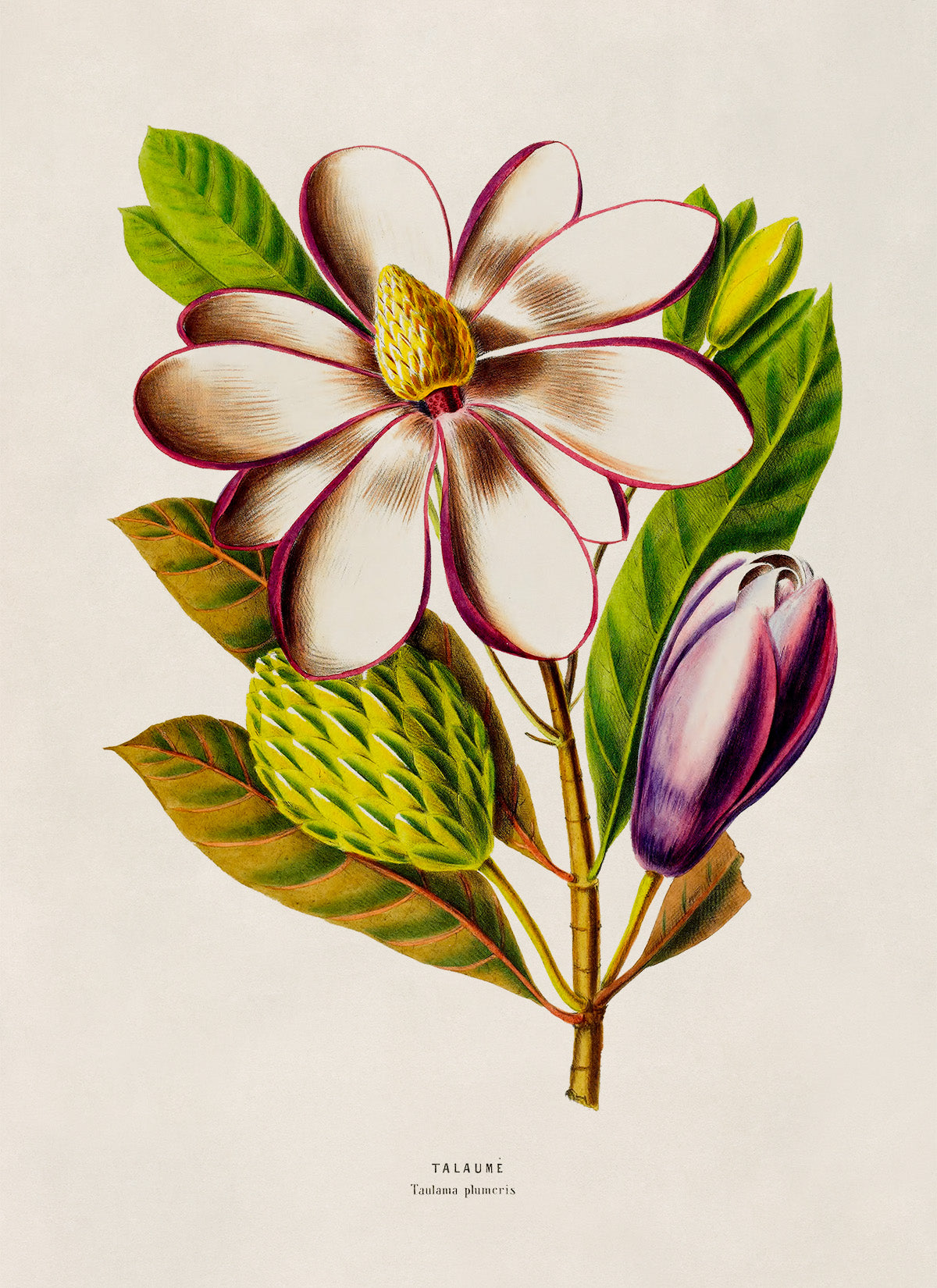 Magnolia Tree Flower Botanical Illustration Print, FDA188