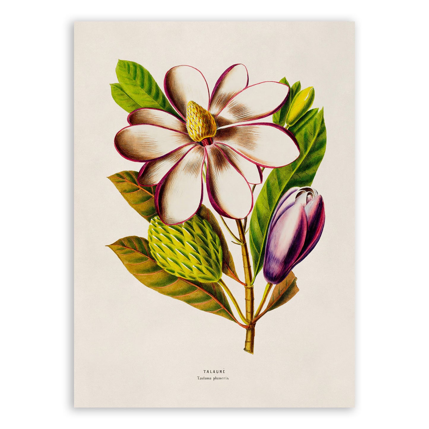 Magnolia Tree Flower Botanical Illustration Print, FDA188