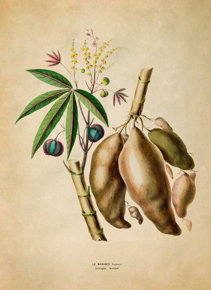 Manioc Plant Botanical Illustration Print, FDA189