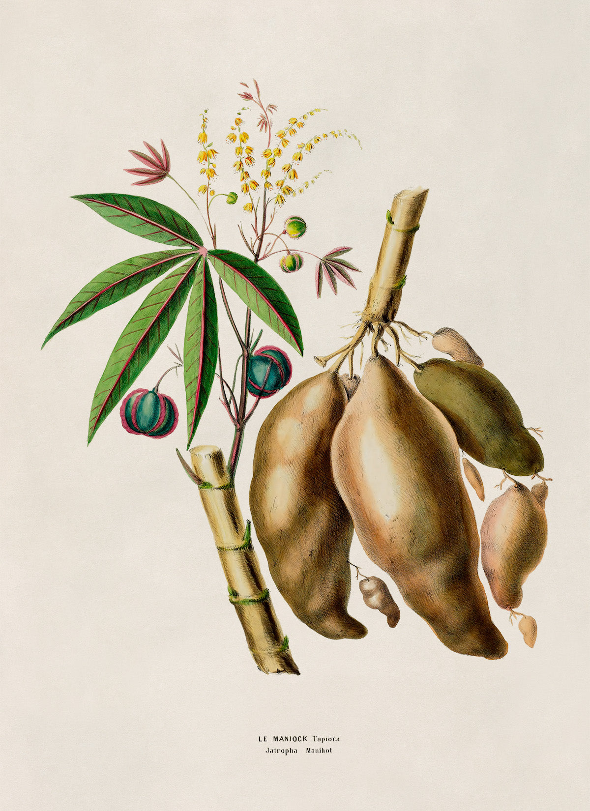 Manioc Plant Botanical Illustration Print, FDA189