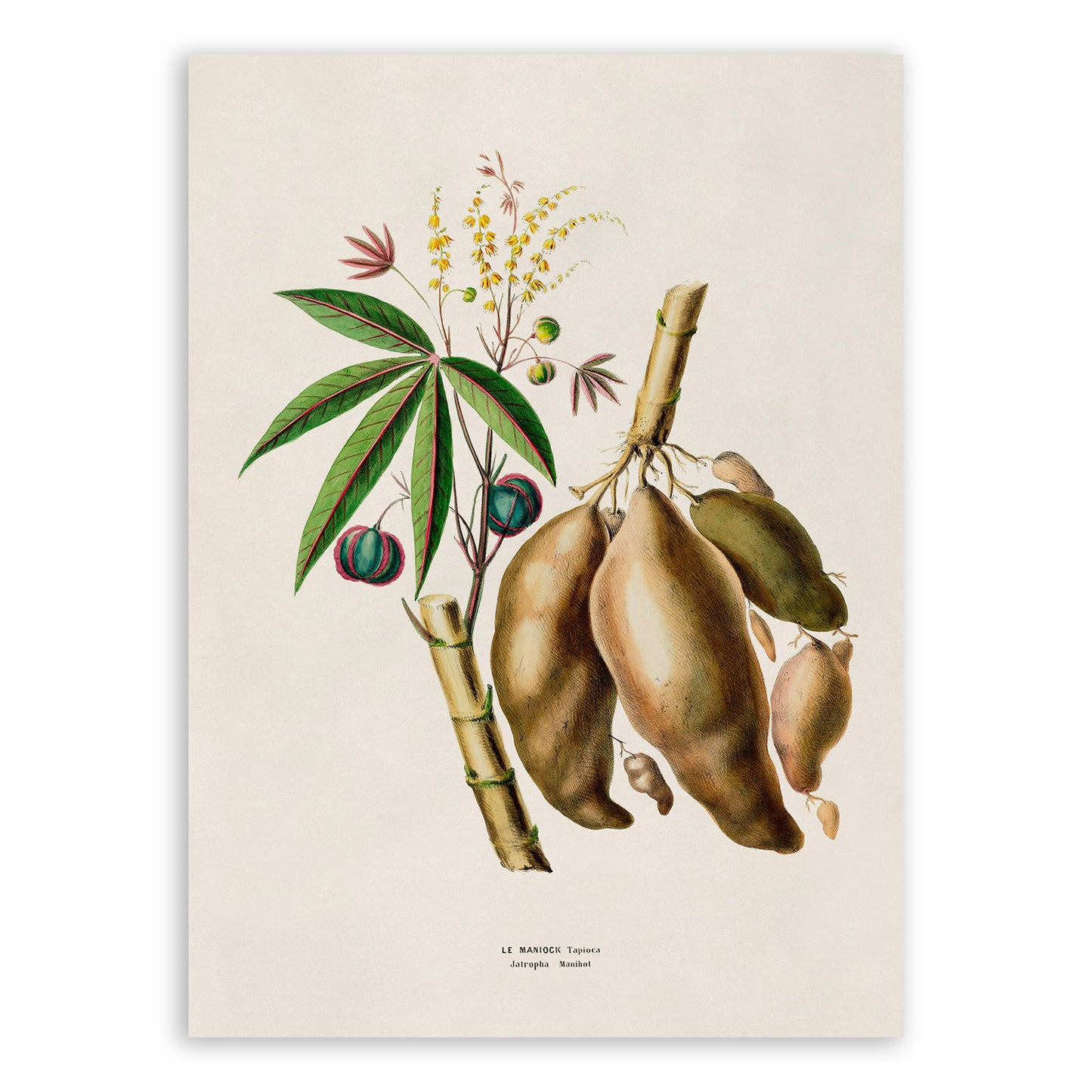 Manioc Plant Botanical Illustration Print, FDA189