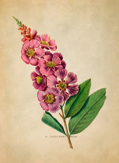 Crape Myrtle Flower Botanical Illustration Print, FDA18