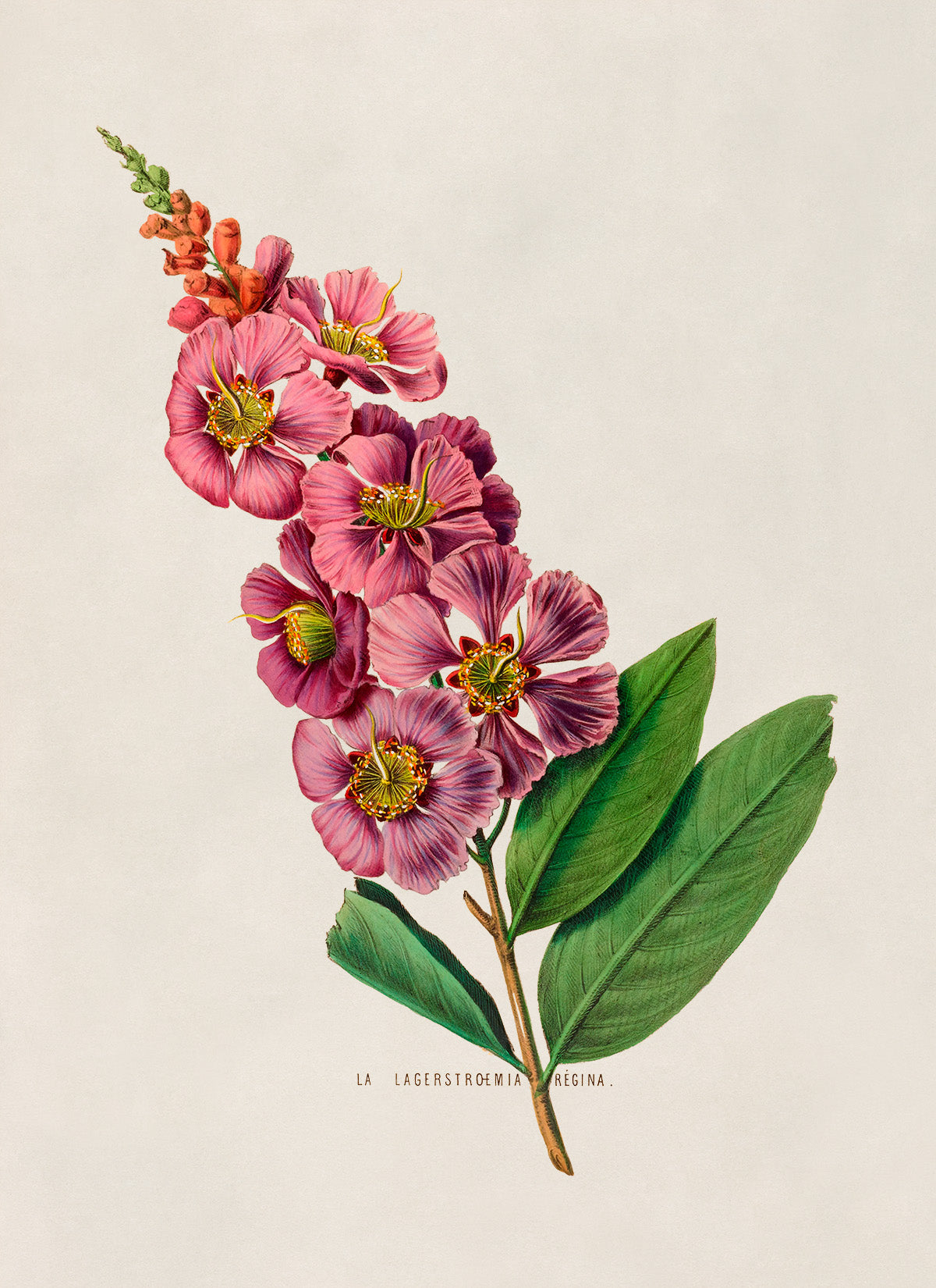 Crape Myrtle Flower Botanical Illustration Print, FDA18