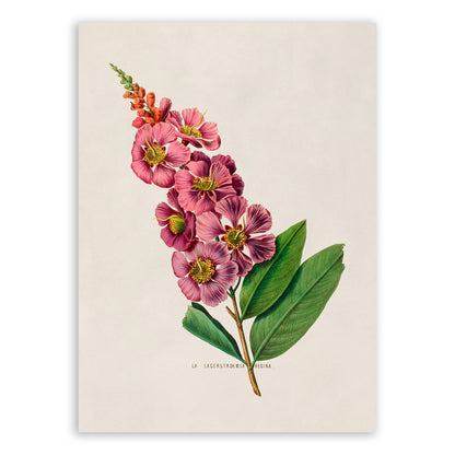 Crape Myrtle Flower Botanical Illustration Print, FDA18