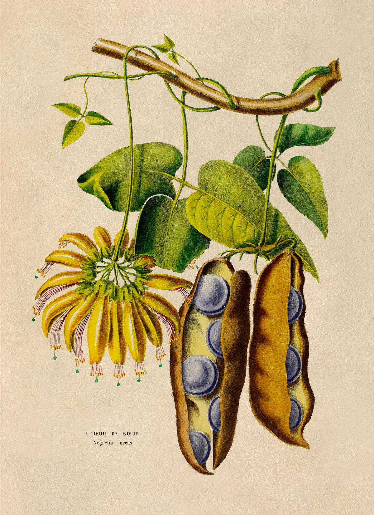 American Groundnut Plant Botanical Illustration Print, FDA190