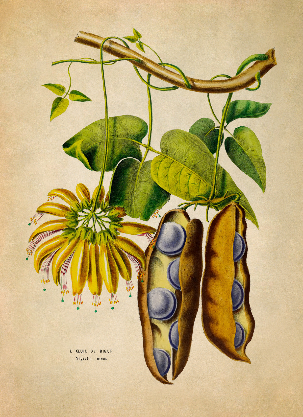 American Groundnut Plant Botanical Illustration Print, FDA190