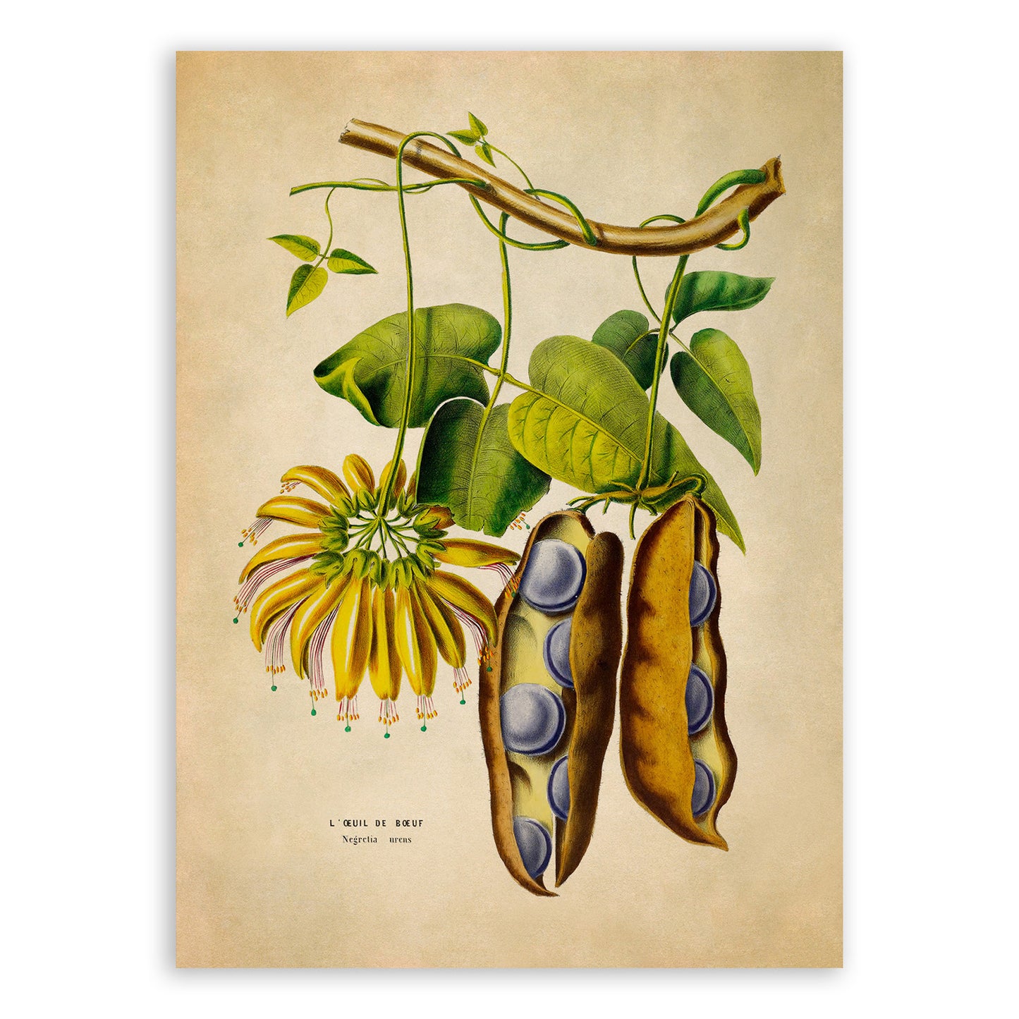 American Groundnut Plant Botanical Illustration Print, FDA190