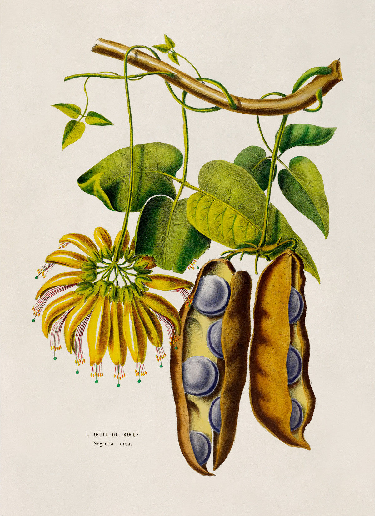 American Groundnut Plant Botanical Illustration Print, FDA190