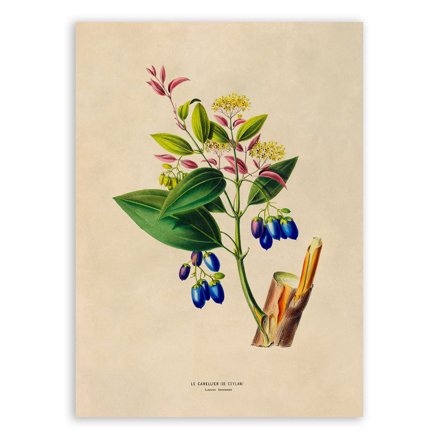 Cinnamon Tree Botanical Illustration Print, FDA191