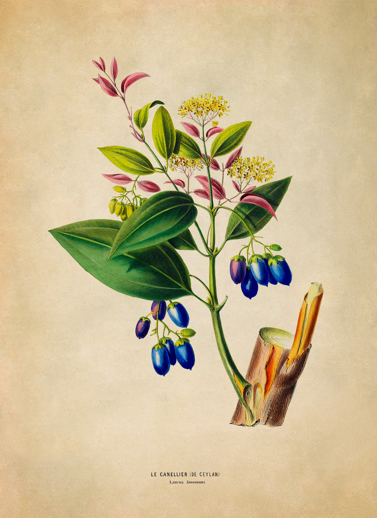 Cinnamon Tree Botanical Illustration Print, FDA191