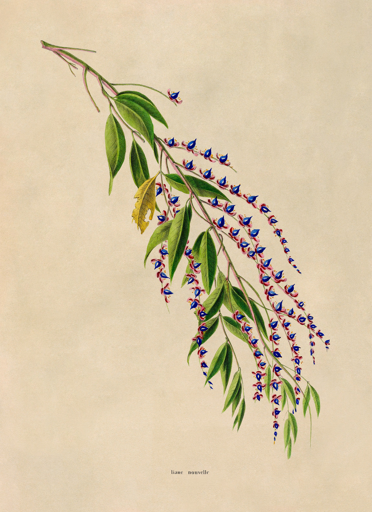 Flowering Tree Branch Botanical Illustration Print, FDA196