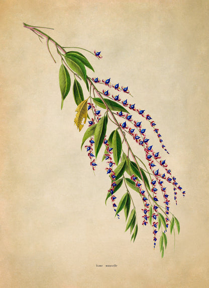 Flowering Tree Branch Botanical Illustration Print, FDA196