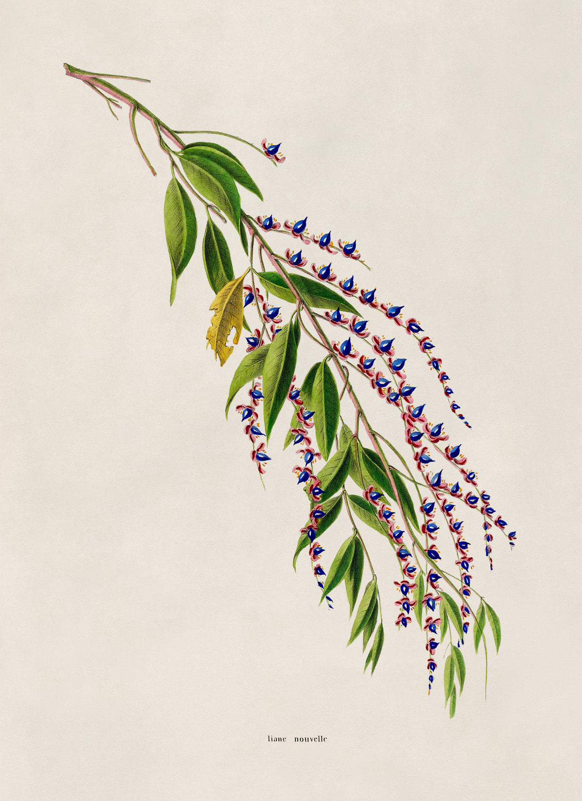 Flowering Tree Branch Botanical Illustration Print, FDA196