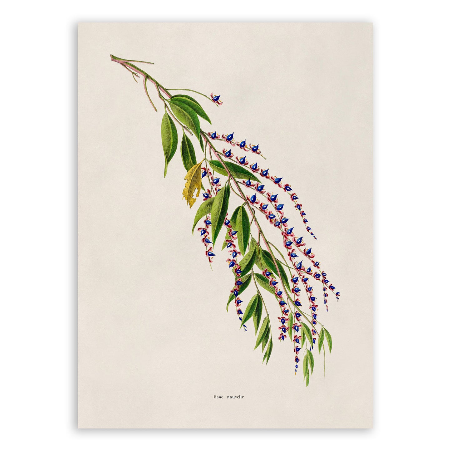 Flowering Tree Branch Botanical Illustration Print, FDA196