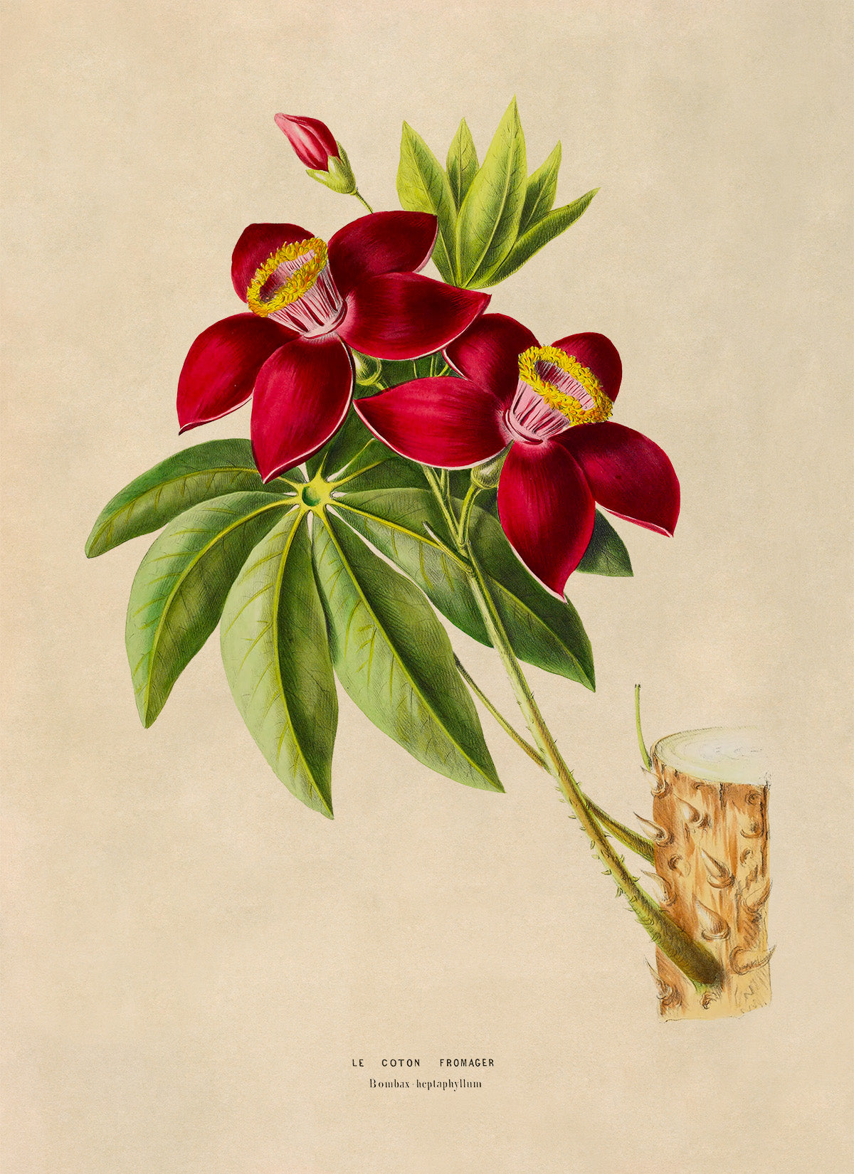 Bombax Tree Botanical Illustration Print, FDA197