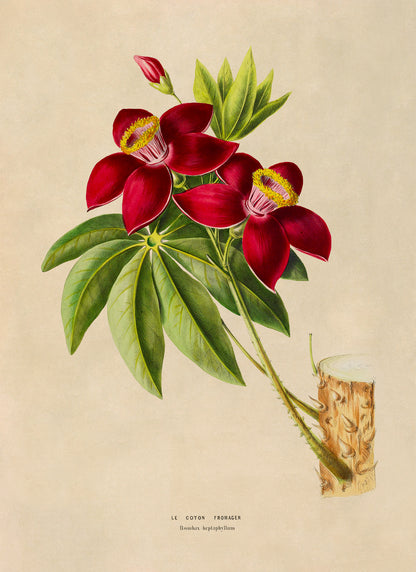 Bombax Tree Botanical Illustration Print, FDA197