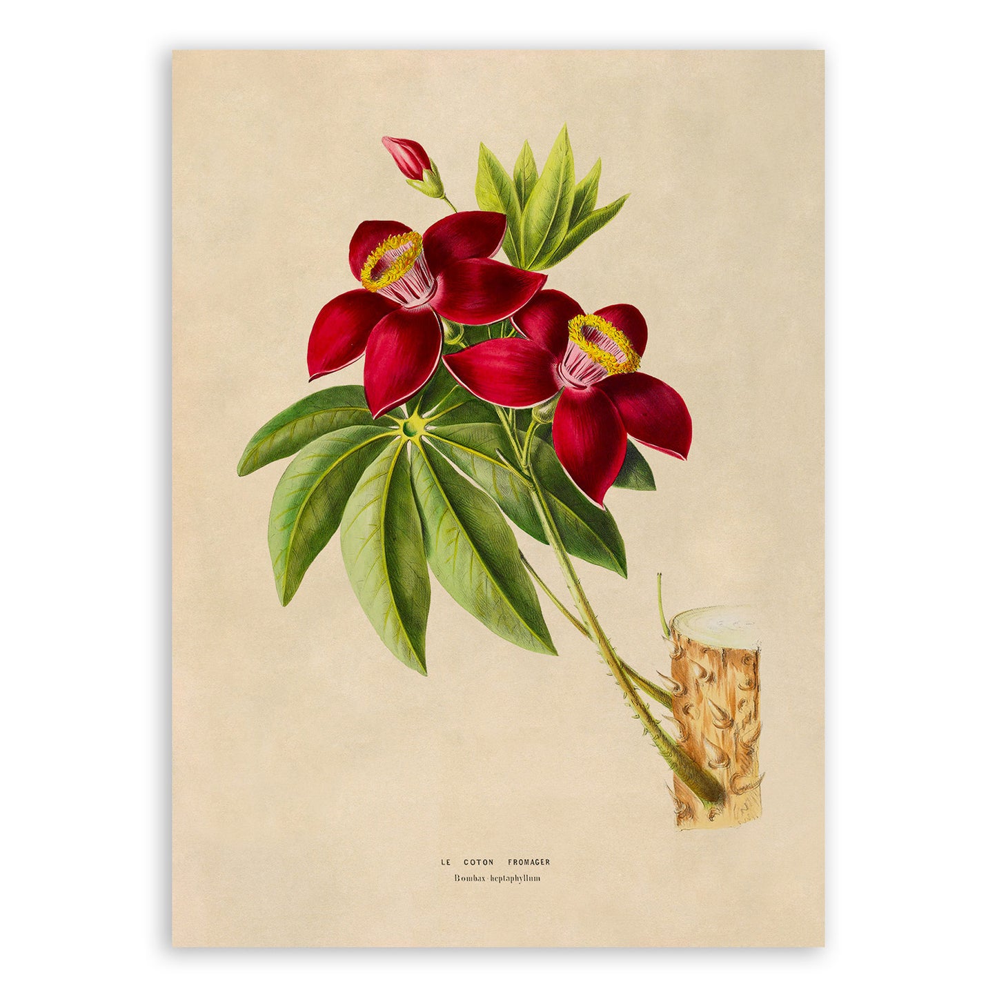 Bombax Tree Botanical Illustration Print, FDA197