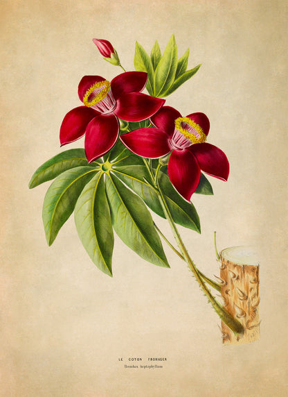 Bombax Tree Botanical Illustration Print, FDA197