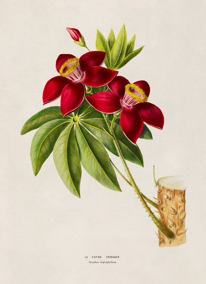 Bombax Tree Botanical Illustration Print, FDA197