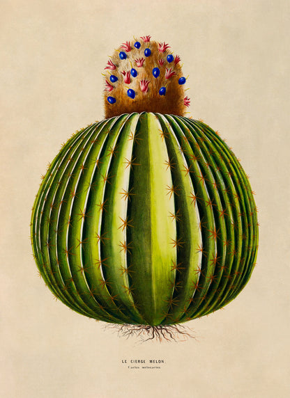 Melon Cactus Botanical Illustration Print, FDA198