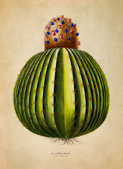 Melon Cactus Botanical Illustration Print, FDA198