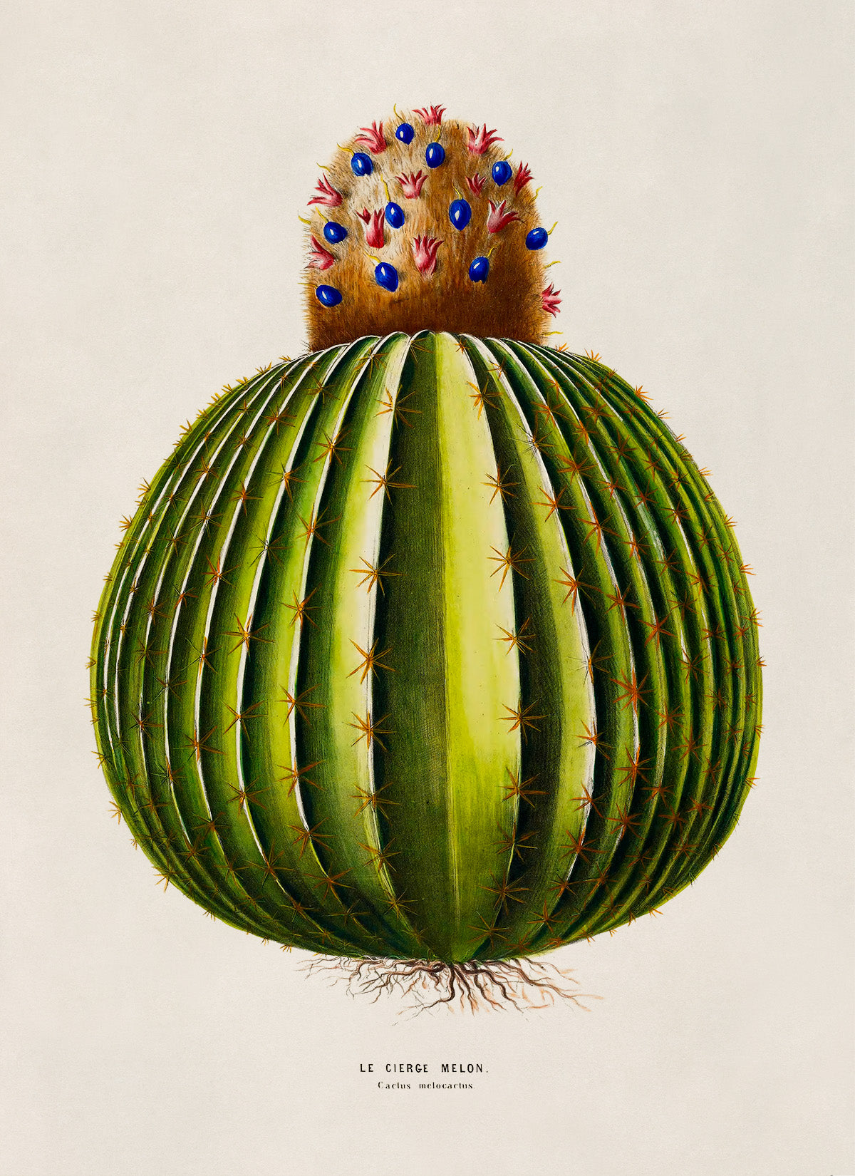 Melon Cactus Botanical Illustration Print, FDA198