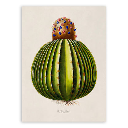 Melon Cactus Botanical Illustration Print, FDA198