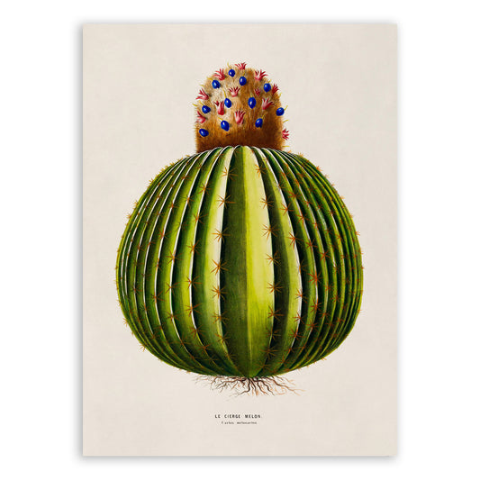 Melon Cactus Botanical Illustration Print, FDA198