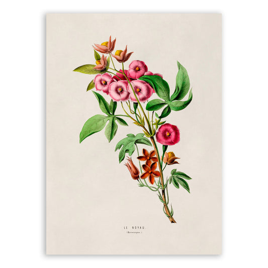 Morning Glory Flower Botanical Illustration Print, FDA19