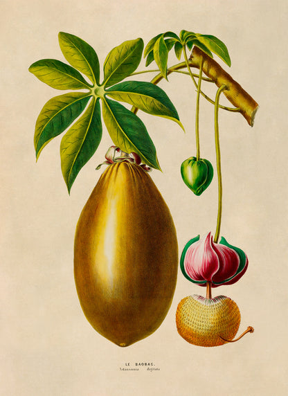 Guiana Chestnut Tree Botanical Illustration Print, FDA200