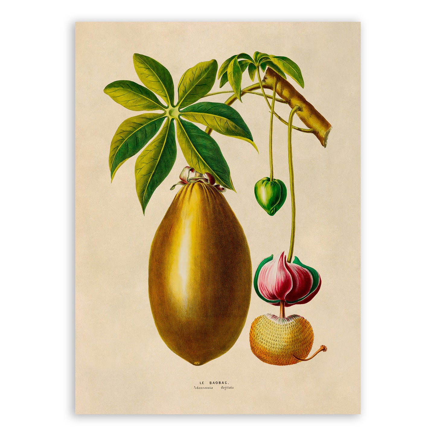 Guiana Chestnut Tree Botanical Illustration Print, FDA200