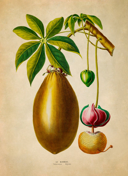 Guiana Chestnut Tree Botanical Illustration Print, FDA200