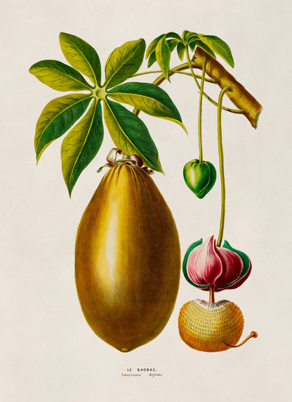 Guiana Chestnut Tree Botanical Illustration Print, FDA200