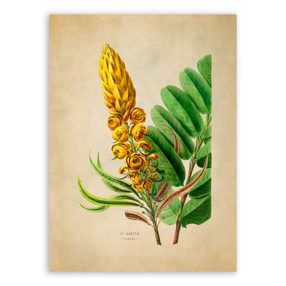 Senna Alata Flower Botanical Illustration Print, FDA20