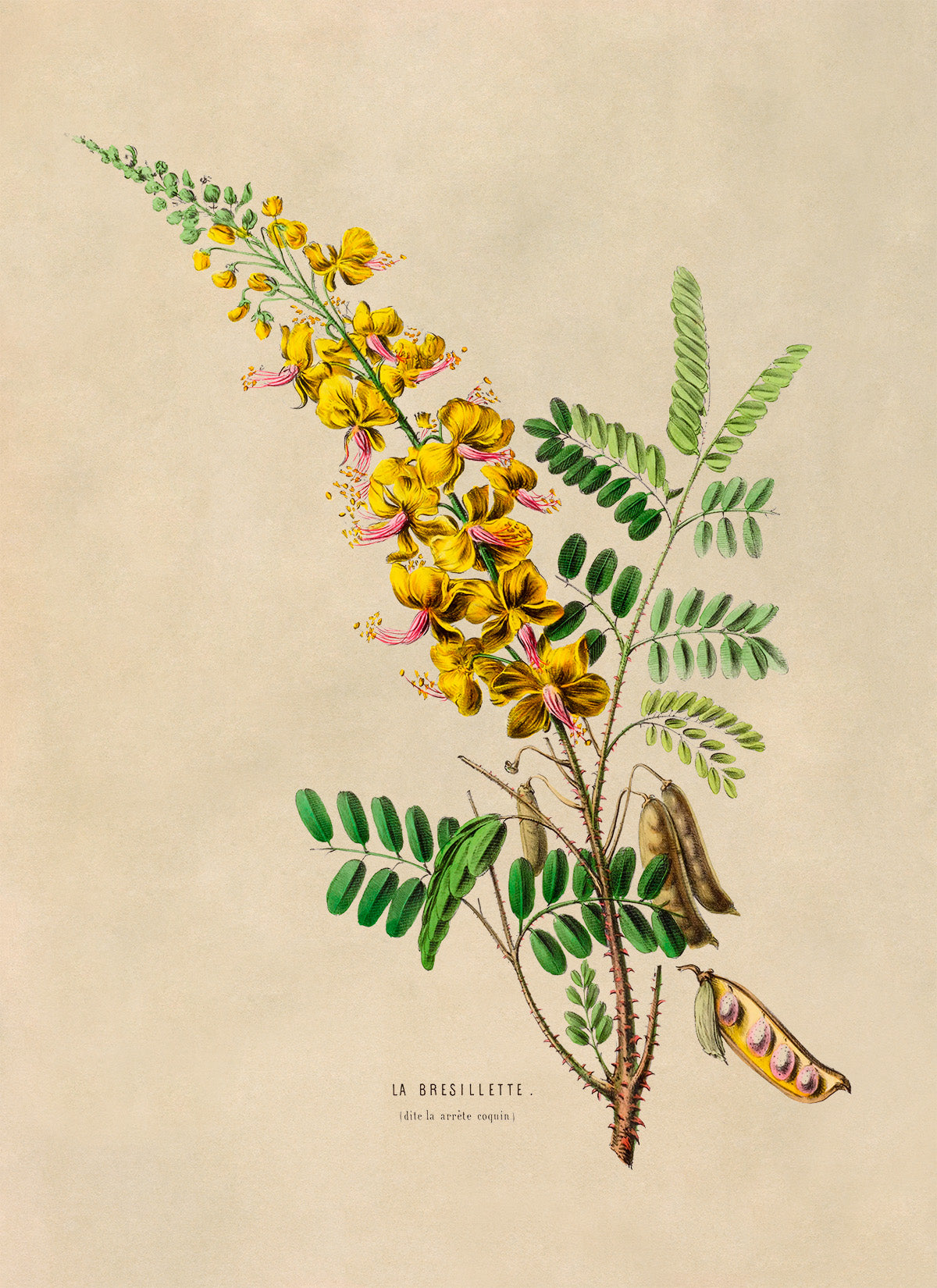 Yellow Peacock Flower Botanical Illustration Print, FDA21