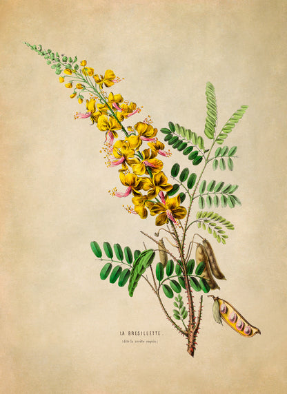 Yellow Peacock Flower Botanical Illustration Print, FDA21