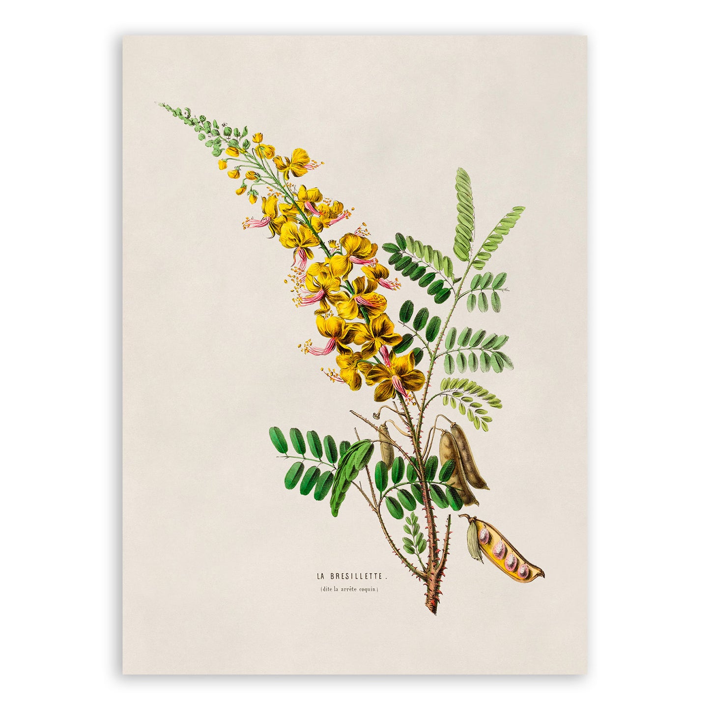 Yellow Peacock Flower Botanical Illustration Print, FDA21