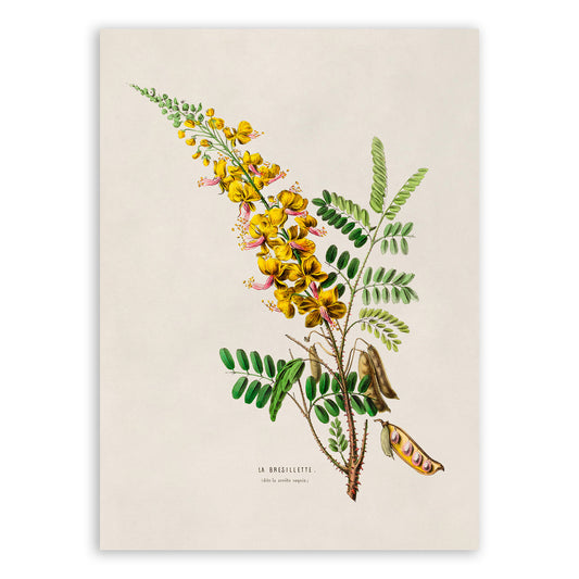 Yellow Peacock Flower Botanical Illustration Print, FDA21