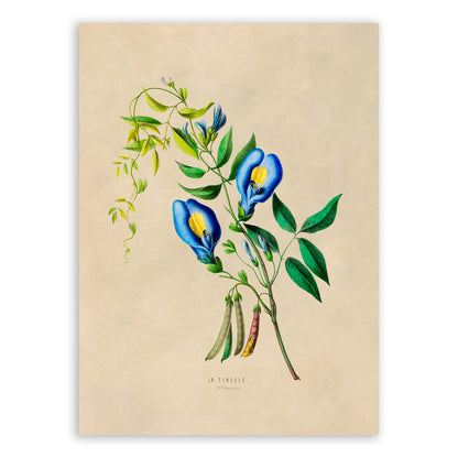 Butterfly Pea Flower Botanical Illustration Print, FDA22